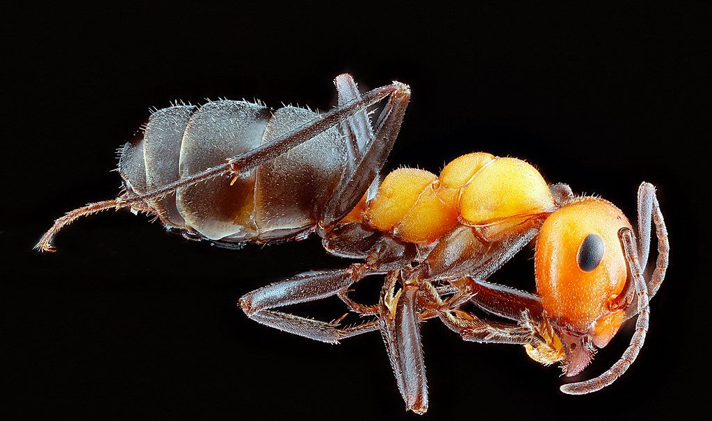 Ant Control service in Alhambra, CA