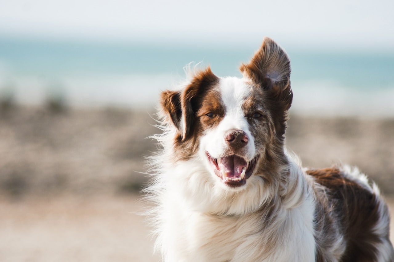 Flea & Tick Control service in Alhambra, CA