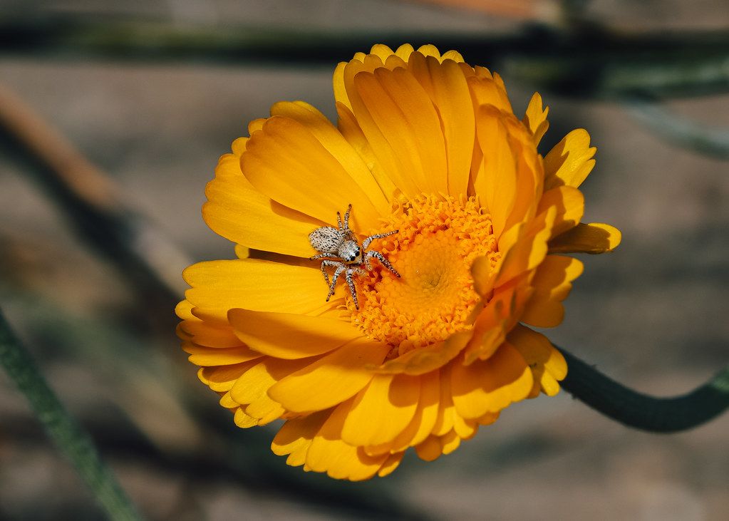 Spider Control service in Alhambra, CA